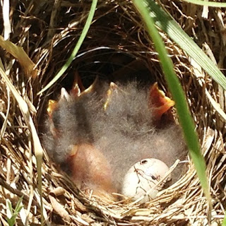 草の間に作られた鳥の巣の中で、孵化したばかりのヒナが口を開けていて、そばにまだ割れていない卵が一つ残っている様子をアップで撮影した写真