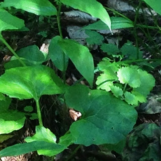 森の地面に太陽の光が差し込み、さまざまな形の緑色の葉が重なり合って生えている植物の写真