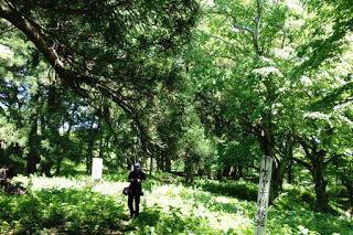 白い立札や木の標識が数本立っている草や木が生い茂る緑の森の中で、一人の人が木漏れ日の差す小道を歩いている写真