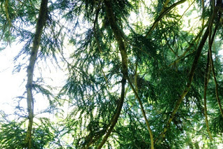 日差しを受けた杉の枝葉が風に揺れている様子を、上を見上げた視点で撮影した写真