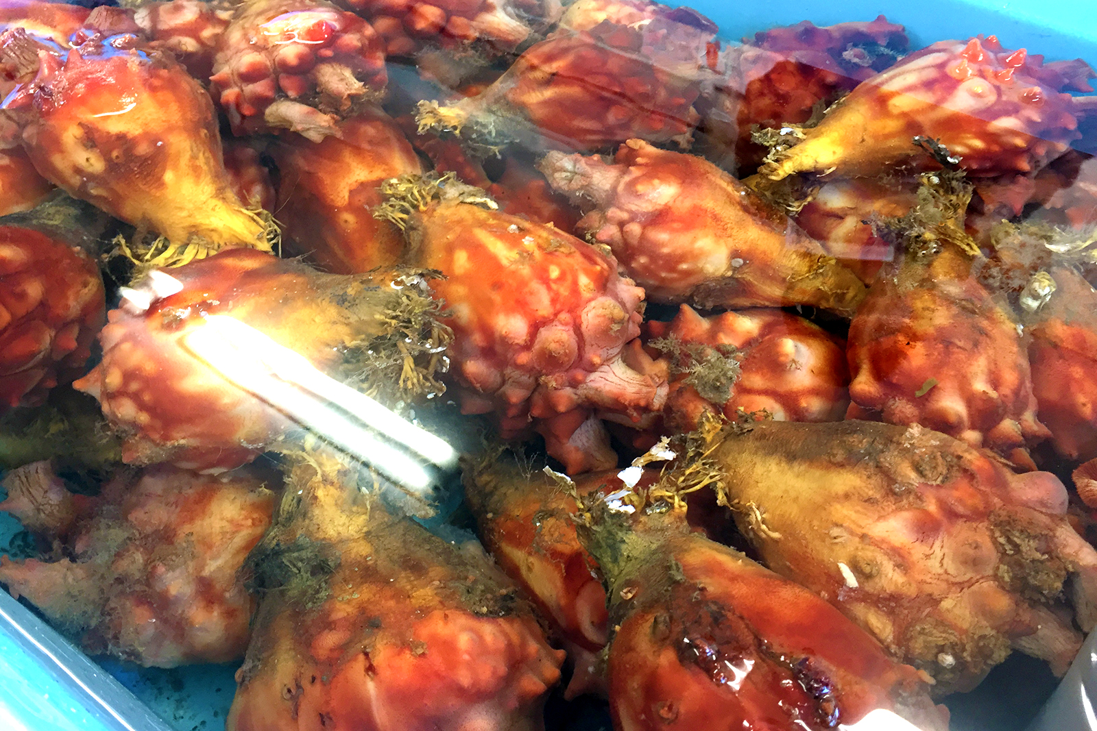 水を張った水色のコンテナの中にたくさんのホヤが入っている写真