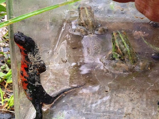 手で持たれた透明なケース内に捕まえた、2匹のカエルと、立ち上がっている赤と黒の鮮やかな模様のイモリをアップで撮影した写真