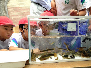 透明な水槽の中の魚や生き物を、子どもたちが顔を近づけて真剣に見つめている写真