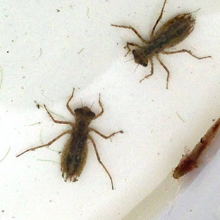 水の入った白い容器内で幼虫が二匹うごめいており、その隣に小さな水生生物も見える写真