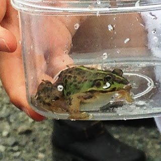 人物の手で持たれた透明な容器の中に入った緑色のカエルをアップで撮影した写真