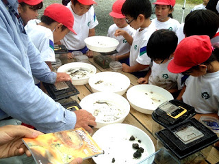 円形の白いトレイの中に採取した水生生物が入れられ、子どもたちが集中して観察をしている様子の写真