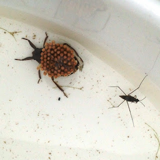 白い容器に水生昆虫の一種が背中にたくさんの卵を抱え、その隣に細長い体の別の水生昆虫がいる写真