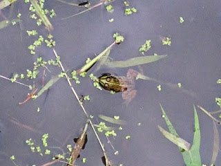 細かい水生植物が周囲に浮かぶ水草の間に、小さなカエルの頭部が水面から出ている様子の写真