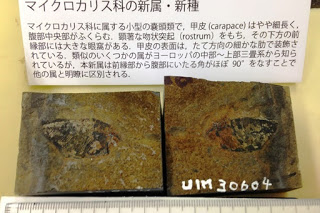 「マイクロカリス科の新属・新種」という解説文とともに、岩石に埋まった小さな節足動物の化石が2つ並べられている写真