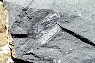 黒っぽい岩石の表面に貝のような形をした化石がはっきりと浮き出ており、模様まで確認できる状態で写っている写真