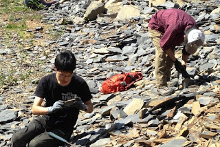 石の多い斜面で男性2人が手に道具を持って屈みながら岩を割り、化石を丁寧に探している様子の写真