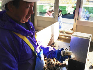 作業服を着た男性が殻付き牡蠣を手に取り、屋内で説明しているような様子の写真