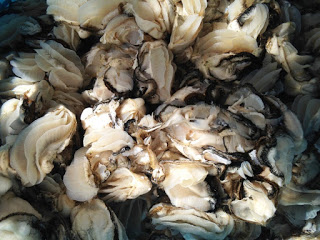 むき身にされた牡蠣が大量に並び、光に照らされて新鮮な状態がよくわかる写真