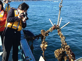 海の上で船から吊り上げた牡蠣の養殖ロープを写真に収めようとカメラを構える男性の姿が写っている写真