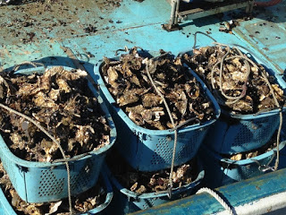 青いプラスチックかごにたくさんの殻付き牡蠣が山盛りに入れられて並んでいる写真