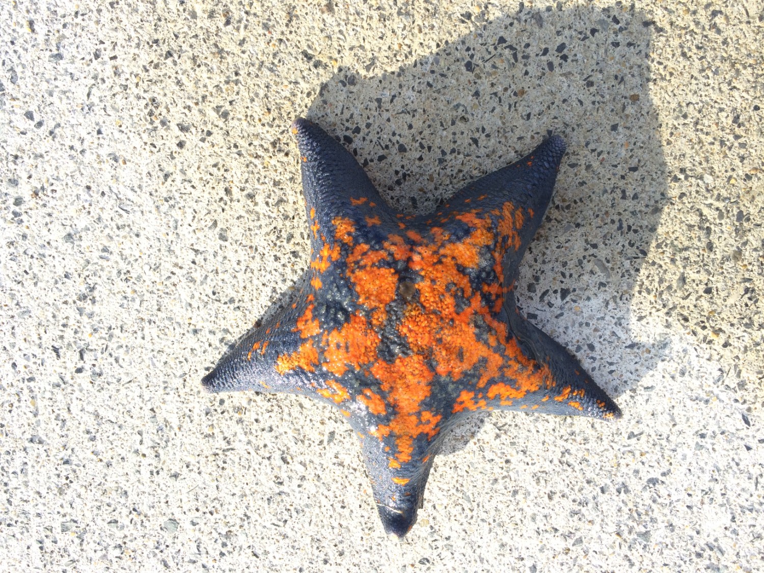 コンクリートの地面の上に置かれた、黒とオレンジのまだら模様をした5本の腕を持つイトマキヒトデの写真
