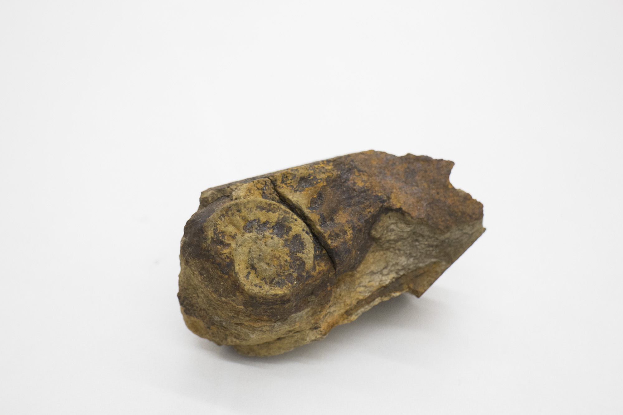 茶色がかった岩の中に渦巻き状の模様がくっきりと浮かび上がったアンモナイトの化石の写真