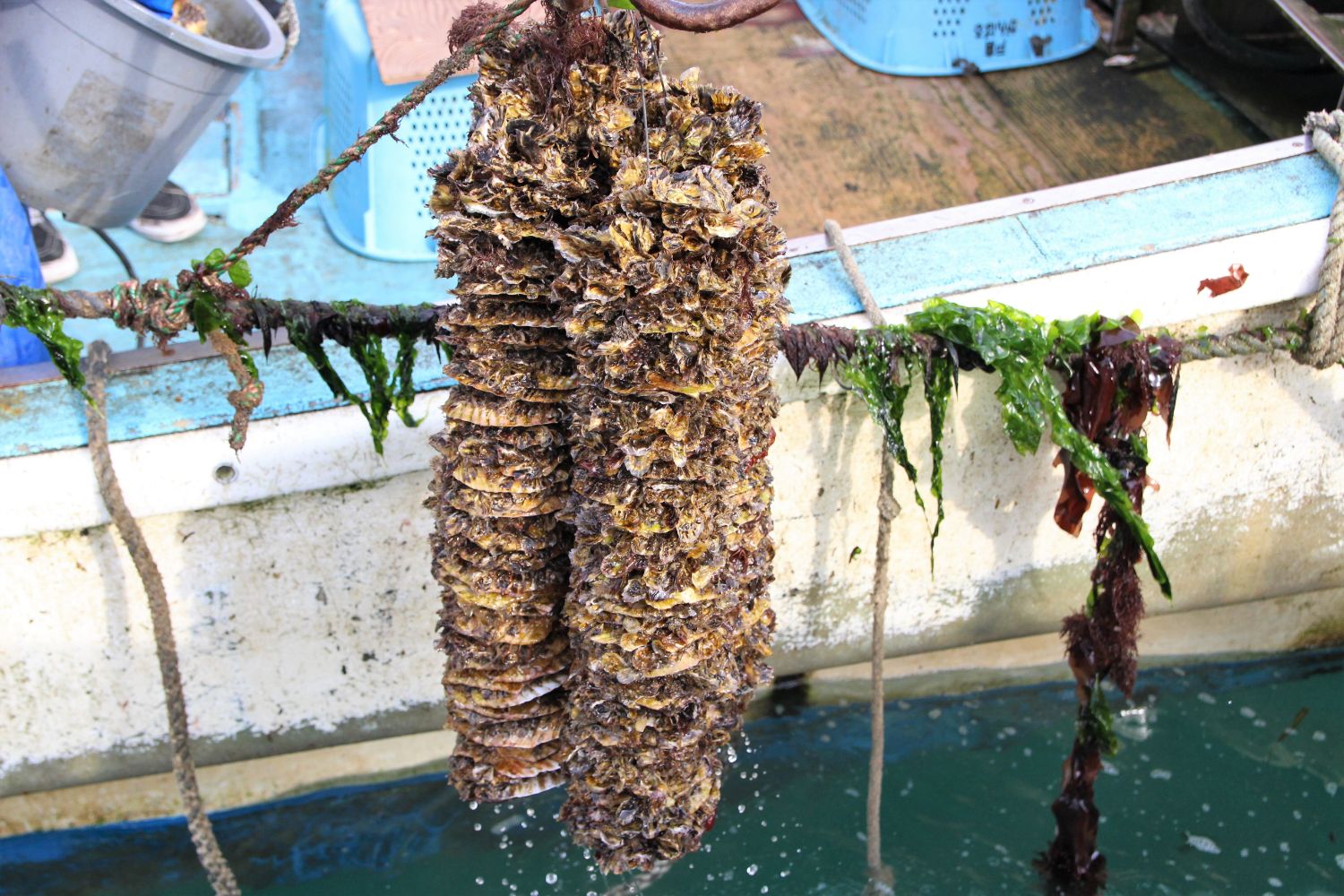 船の側面から吊るされたロープに多数の貝が付着しており、水滴が垂れている様子の写真