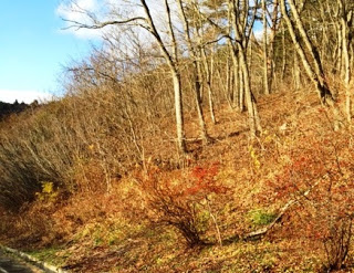 葉を落とした落葉樹が立ち並ぶ冬の山の斜面で日差しを浴びて明るく照らされている林の写真