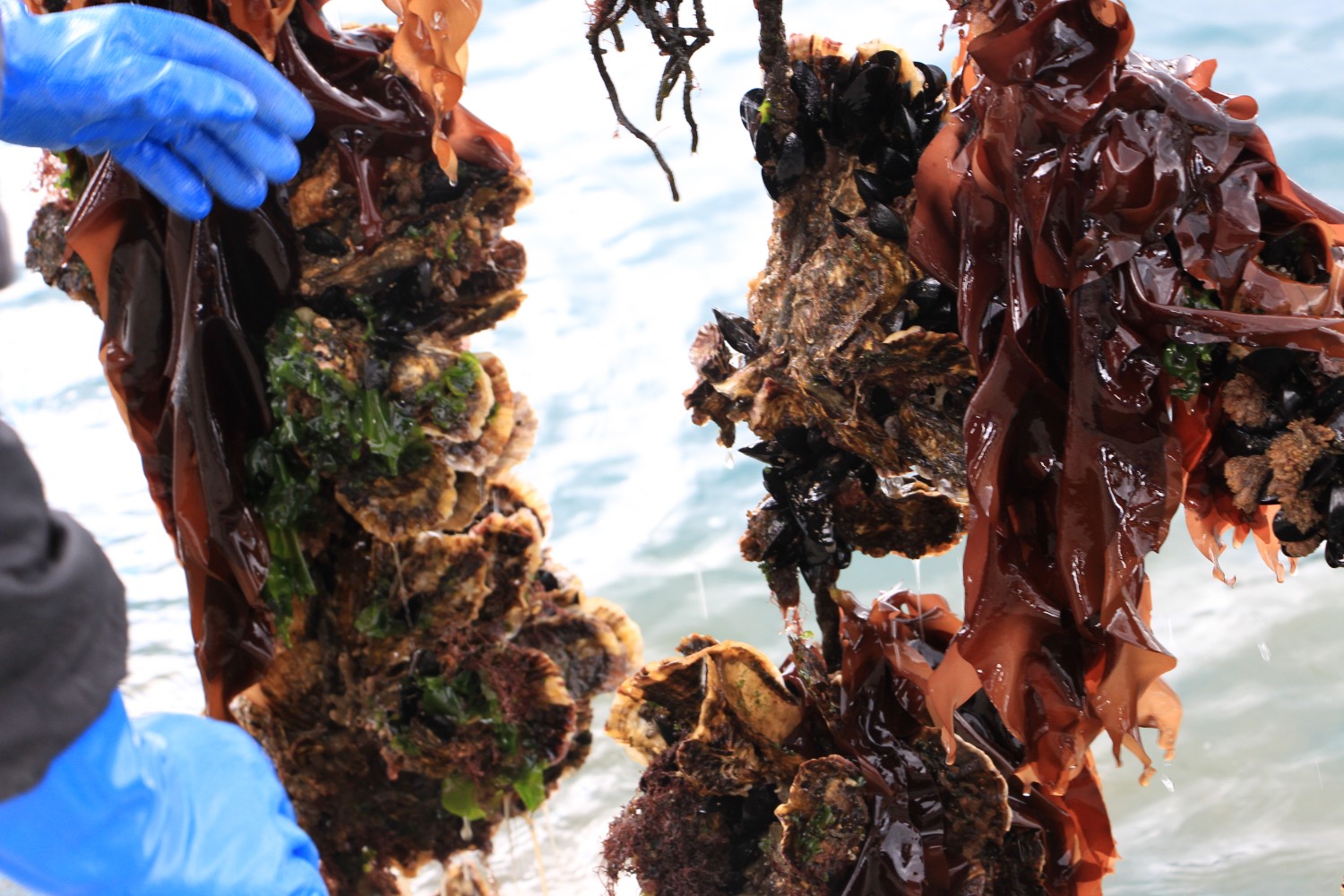 海の中で採取された海藻や貝類が付着したロープを持ち上げている様子の写真