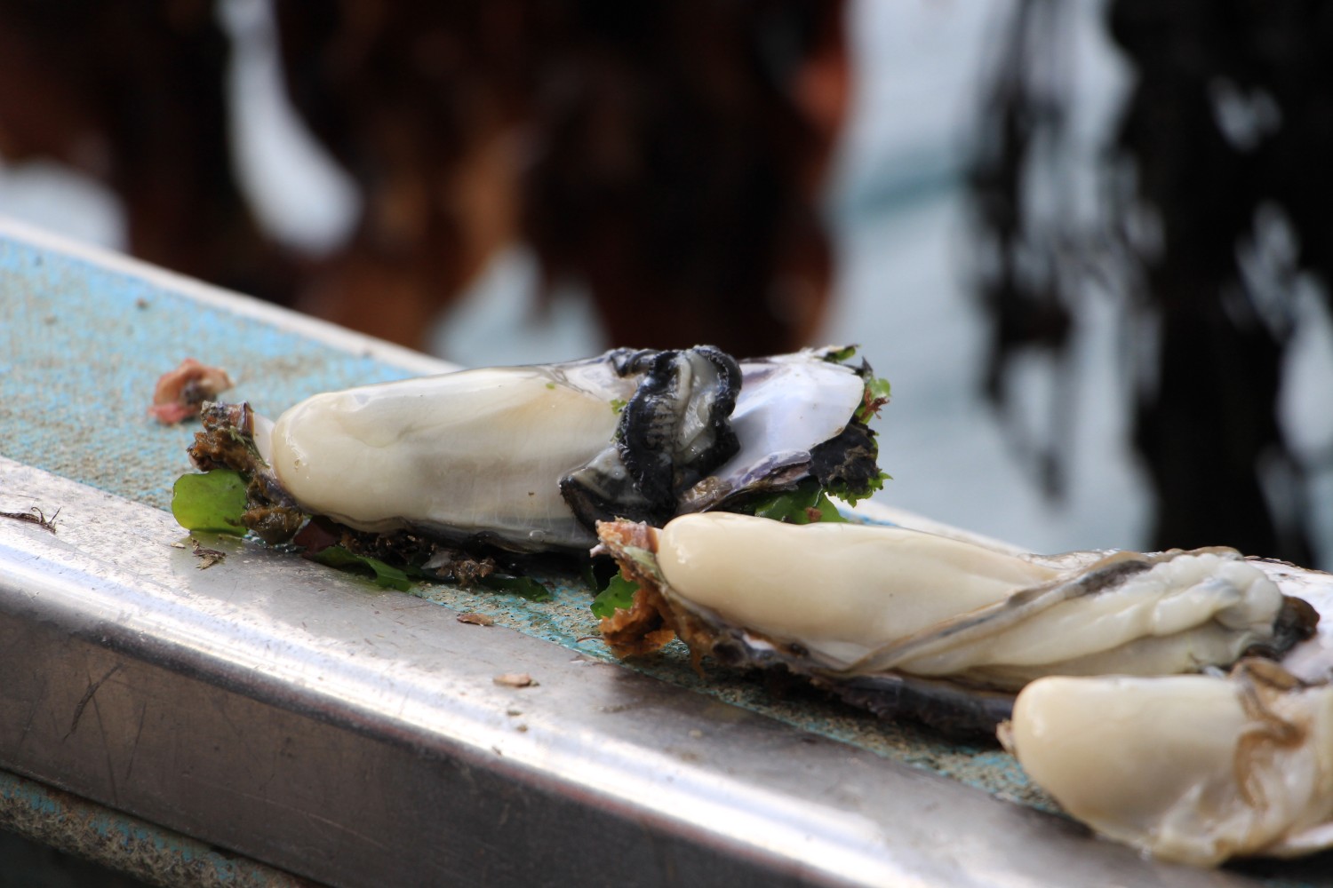 金属の台の上にぷりぷりの新鮮な牡蠣が三つ置かれている写真