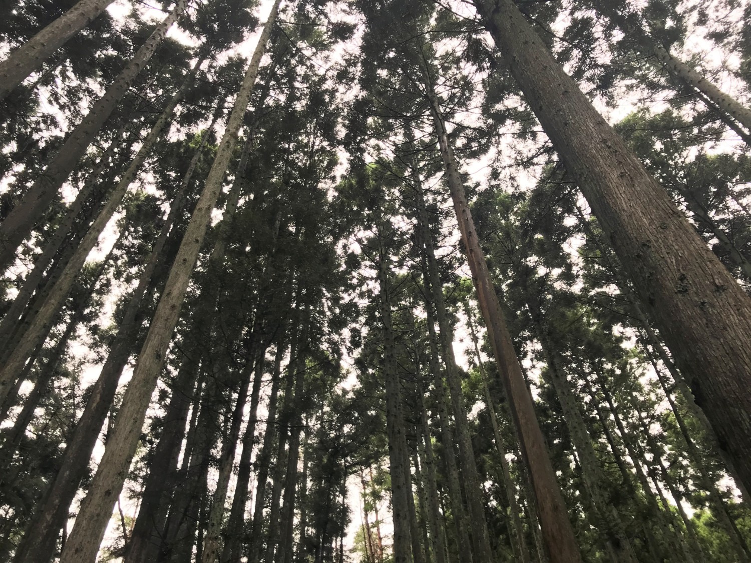 背の高い杉の木々が空に向かって伸びている森林の中を下から見上げた写真