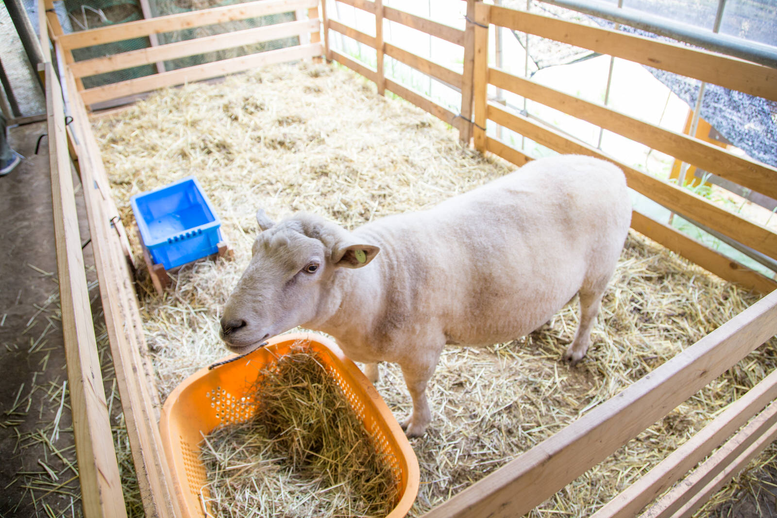 木の柵で囲まれた、藁が敷かれたスペースの中に置かれた、干し草が入ったオレンジ色のコンテナの前に一頭の白い羊が立っている写真