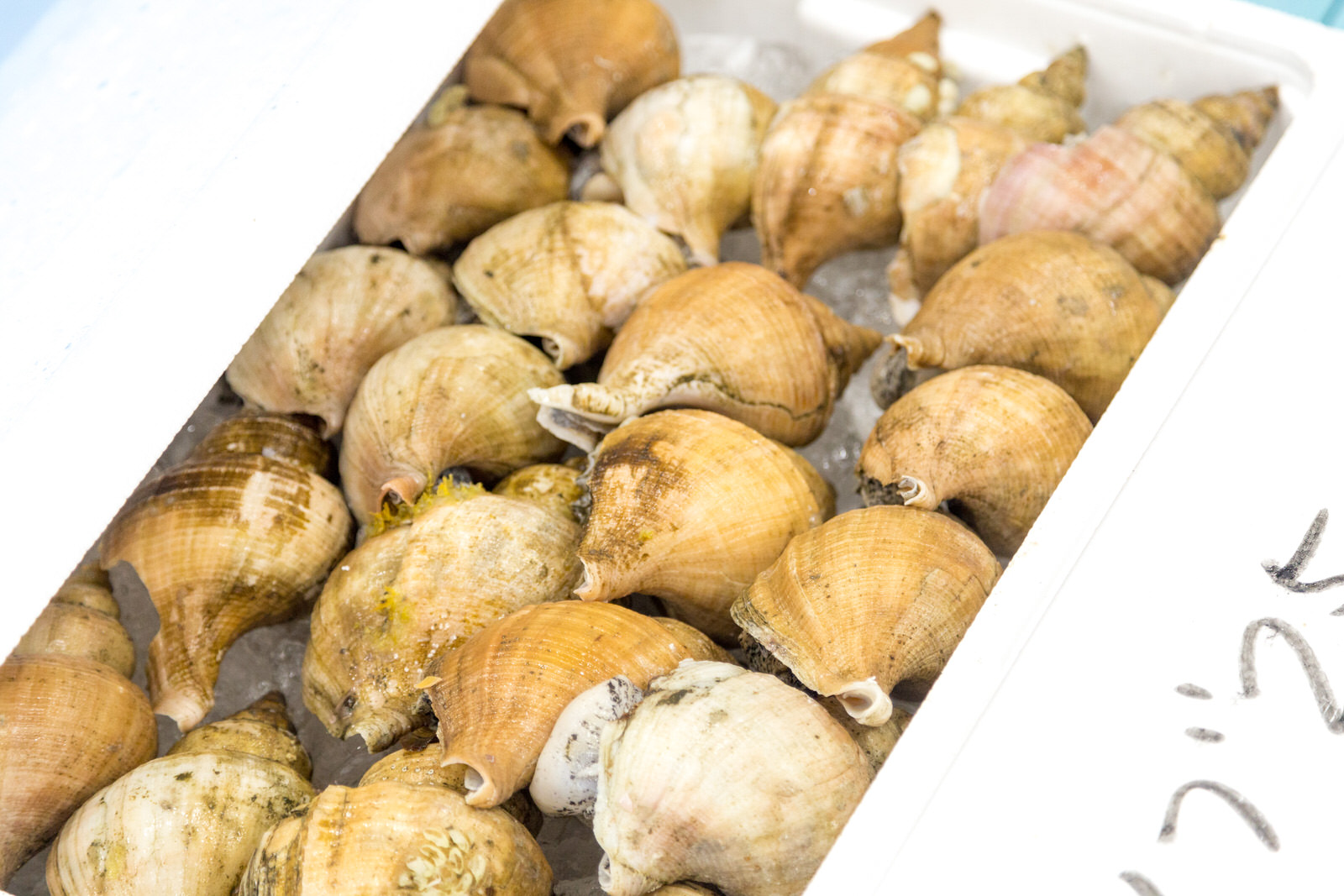 氷を敷いた発泡スチロールの容器に、黄褐色の巻貝がにぎっしりと詰められている写真