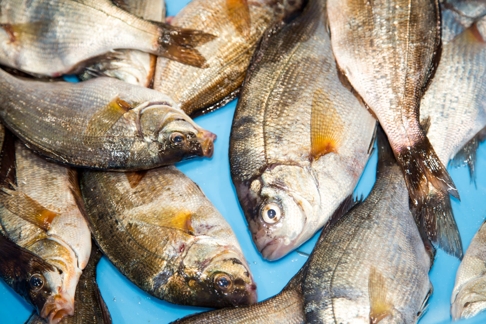 複数の銀色の魚が青いトレイに重なって並んでいる写真