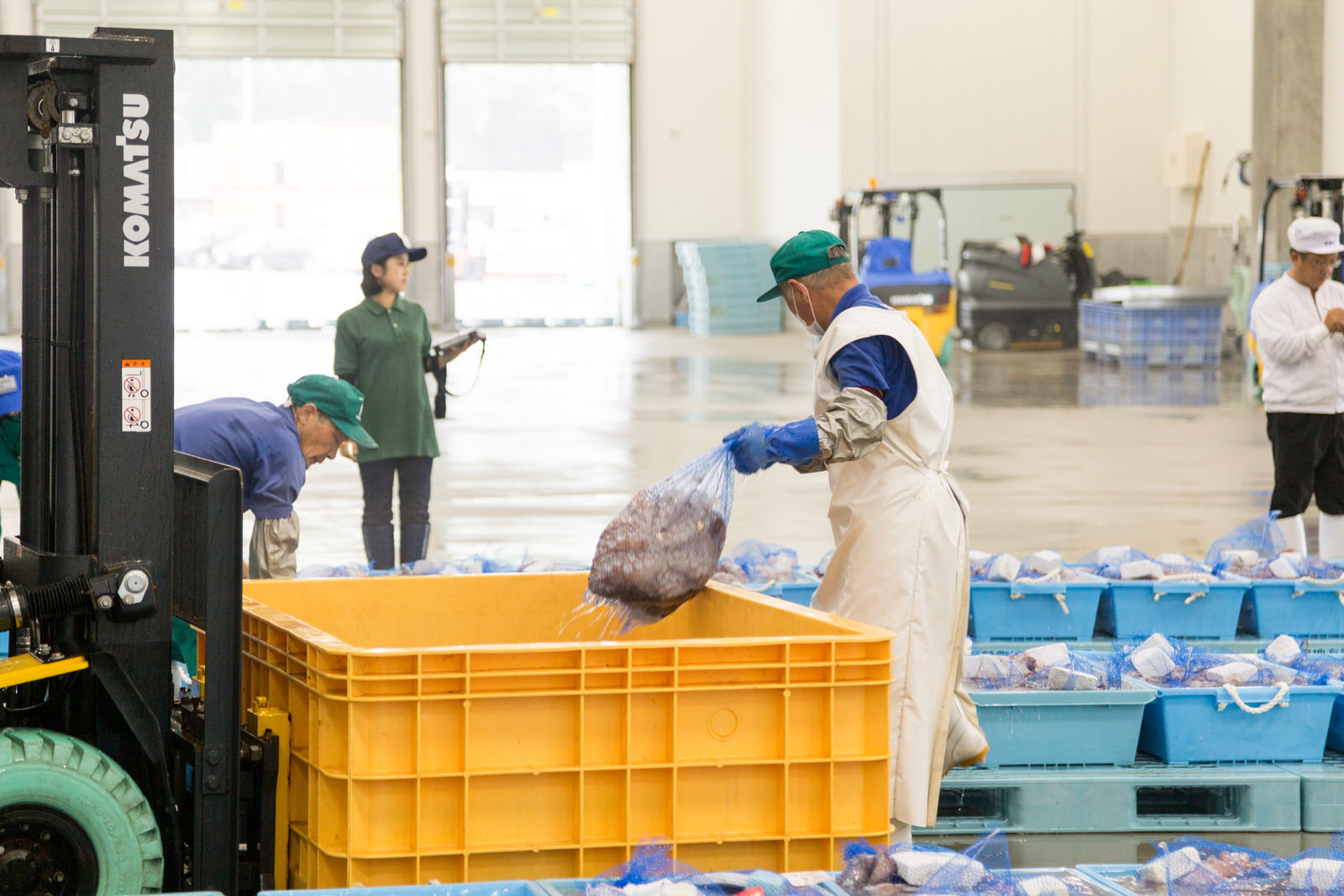 青いコンテナが並んだ荷捌き場内で、関係者が作業をしており、1人の男性がフォークリフトに乗った大きなオレンジ色のプラスチック箱から、ネットに入った大きなタコを取り出している写真