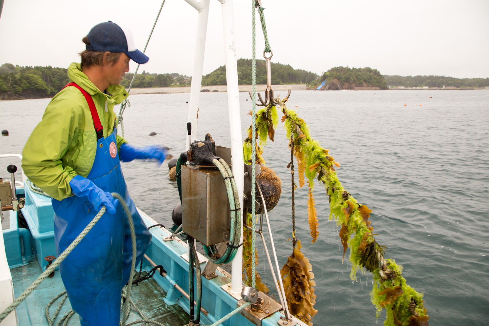 緑の上着と青い胸当てズボンを着た男性が船上で海から海藻や貝類の付いたロープを引き上げる作業をしている写真