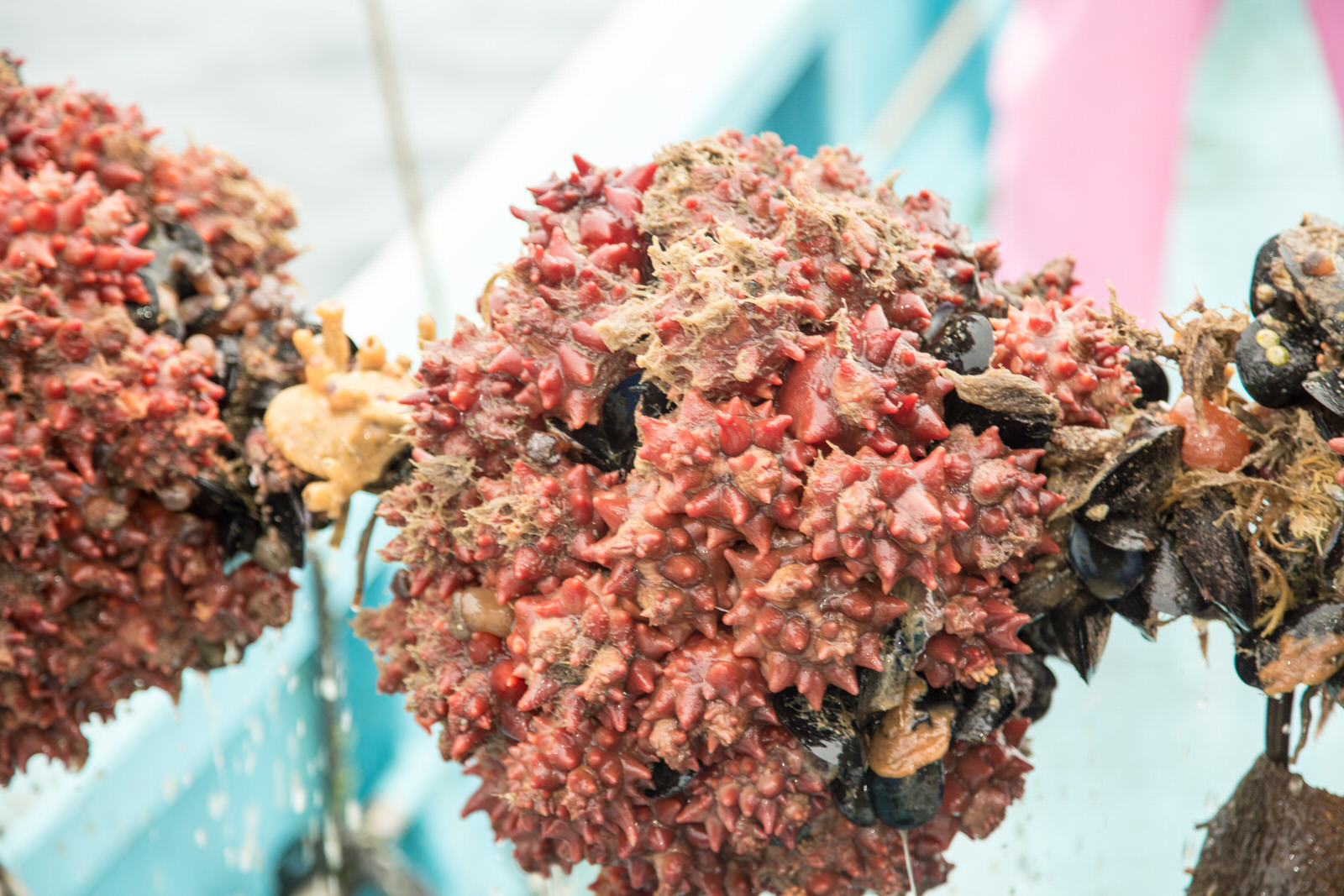 赤い突起のあるホヤが他の黒い貝と一緒に密集してロープに付着している様子を接写した写真