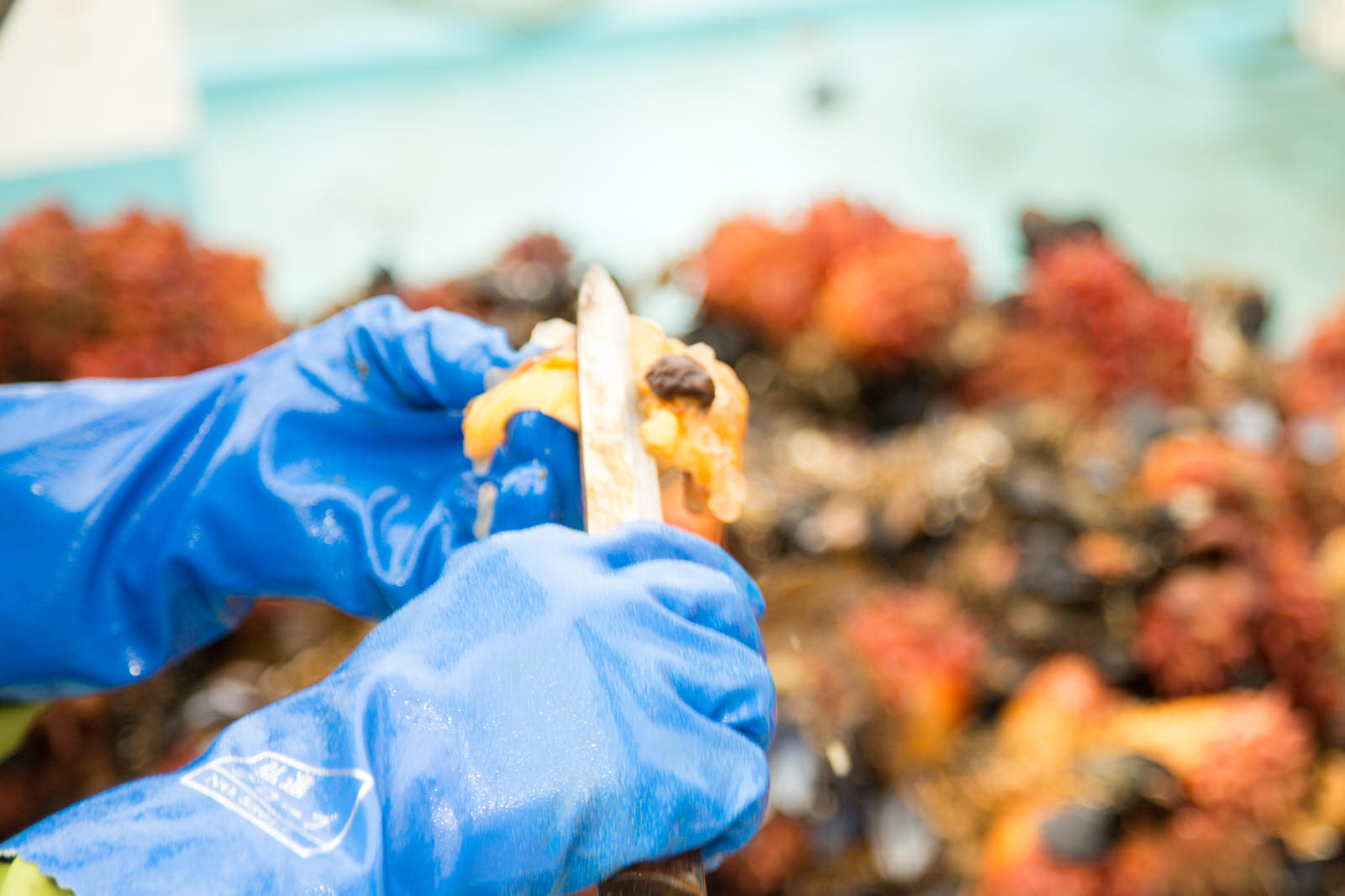 大量のホヤが置かれた船上で青い手袋をした手がホヤをナイフで捌いている様子の接写写真