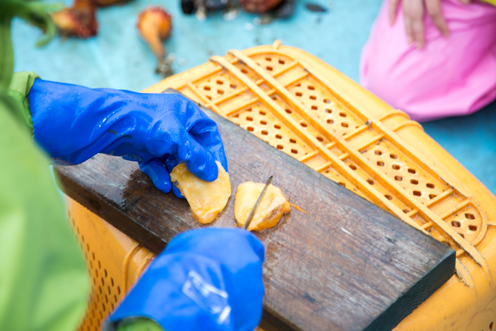 青い手袋をした手が黄色のコンテナを逆さに置いた台の上に置いたまな板の上で、ホヤの身をナイフで切っている様子の写真