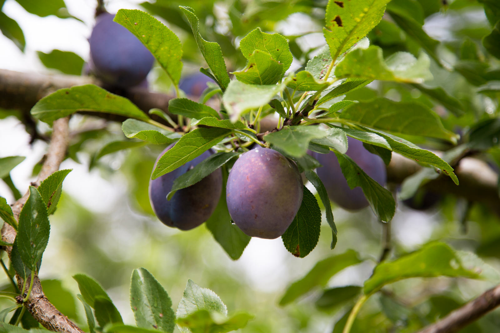 枝にみずみずしい紫色のプラムが複数実っている写真