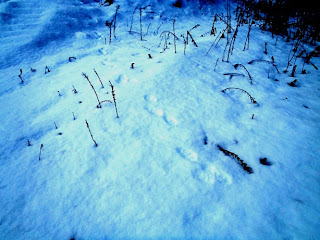 雪に覆われた地面に足跡があちこちにできている写真