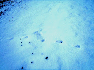 雪で覆われた真っ白な地面に、動物が歩いたあとに残った足跡があちこちに残っている写真