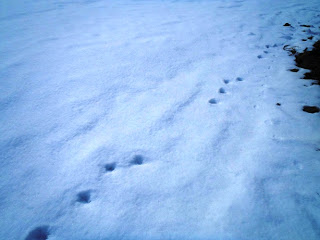 雪で覆われた真っ白な地面に、動物が歩いたあとに残った丸い穴のような足跡が続いている様子の写真