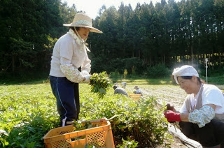 畑には一面にトウキリーフが育っており、帽子をかぶった女性たちがトウキリーフを収穫している様子の写真