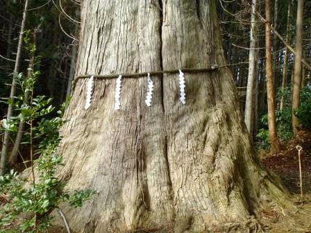 幹回りが太い大木の幹にしめ縄と紙垂が巻かれ、神聖な雰囲気が感じられる写真