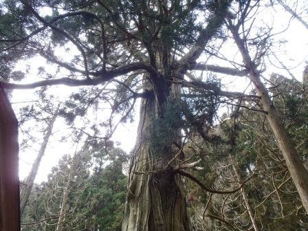 上に向かって枝を広げたご神木が、森の中で力強くそびえ立っている様子を下から見上げて撮った写真