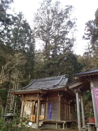 社殿の背後に立つ大きなご神木が見えるように、やや斜めから社殿を写した写真