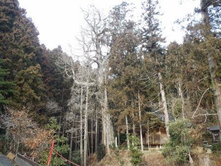 社殿が建つ左側にある鬱蒼とした杉林の中に、一本だけ葉を落とした大きな御神木が立っている写真