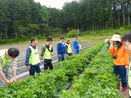 背景には背の高い木々が茂る森林が広がり、成長した野菜が並ぶ畑で、スタッフと書かれたベストを着た人々が立っている写真