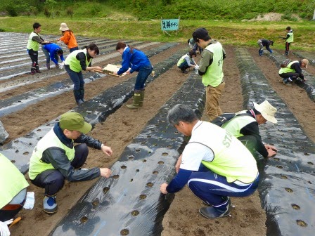 黒いビニールシートが敷かれた畑で、STAFFと書かれた蛍光色のベストを着た人々が土や植物に手をかけながら定植作業が行われている写真