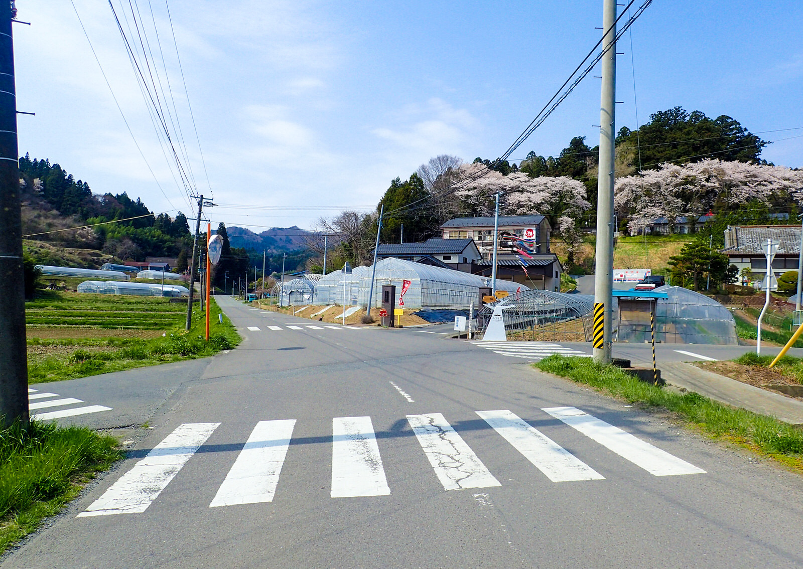 田畑やビニールハウスに囲まれた五叉路の右側の小高い丘に住宅があり、その後ろにきれいな花を咲かせた桜の木々が見える写真