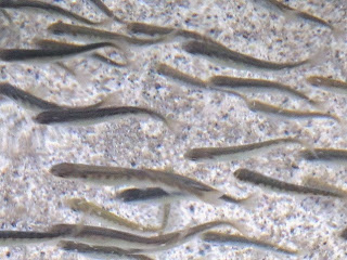 体にうっすらと縞模様がある細長い体形で、透明感のある体色をした多数の小さな稚魚を写した写真