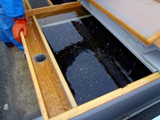 中央に木枠で囲まれた水槽があり、その中に無数の小さな稚魚が泳いでいる様子を確認している青い防水作業着とオレンジ色の手袋をつけた人物の腕が左端に写しだされた写真