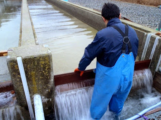 青い防水ズボンの作業着（胴長）と紺色の上着を着用し、橙色のゴム手袋をして背中をこちらに向けて立っている1人の男性作業員がコンクリート製の養殖用水路の端に立ち、水の流れを調整するように、木製の板を水流の出口部分に差し込んでいる写真