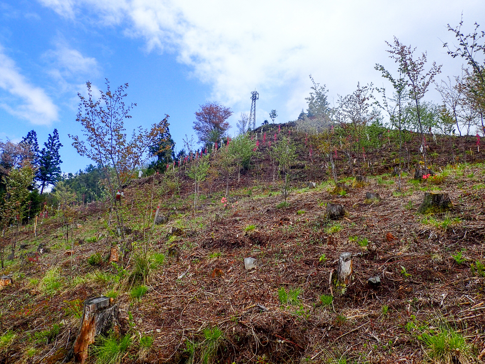木が伐採された山の斜面に、木の苗や花が植わっている写真